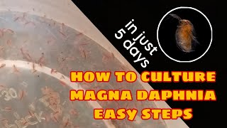 How to Culture Magna Daphnia Easily [upl. by Irita788]