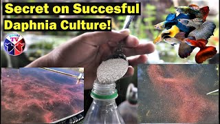 How to Culture Daphnia Successfully [upl. by Mirabelle]