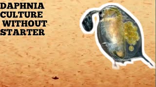 HOW TO CULTURE DAPHNIA NATURALLY WITHOUT A STARTER [upl. by Janus139]