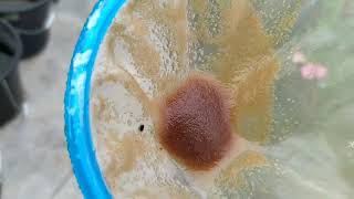 How to culture daphnia moina in a small container Part 1 English Subtitle [upl. by Aniaz]