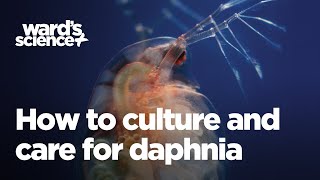 How to Culture and Care for Daphnia [upl. by Sclar]