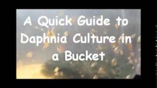 How to culture daphnia outside [upl. by Cressi]