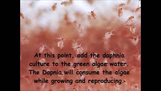 Daphnia  How to grow daphnia in your home [upl. by Survance815]