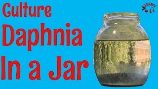 How to Culture Daphnia in a Jar [upl. by Barden]