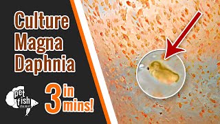 How to culture DAPHNIA MAGNA  The easy way [upl. by Zitella]