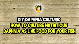 DIY Daphnia Culture How to Culture Nutritious Daphnia as Live Food for Your Fish [upl. by Releehw]