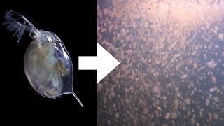 How I Culture Daphnia [upl. by Darmit]