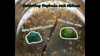 How To Culture Daphnia and Moinas using Green Water Spirulina powder [upl. by Ennoid]