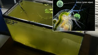 Raising Daphnia for the Freshwater Aquarium [upl. by Saxen]